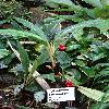 AglaonemaOblongifolium3.jpg
720 x 960 px
395.51 kB