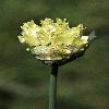 AlliumChrysanthum.jpg
800 x 1200 px
540.31 kB