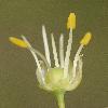 AlliumPetraeum4.jpg
600 x 800 px
292.8 kB