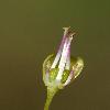 AlliumPictistamineum2.jpg
516 x 800 px
157.76 kB