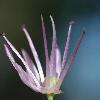 AlliumPlatyspathumAmblyophyllum2.jpg
600 x 600 px
155.49 kB
