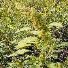 AmaranthusRetroflexus.jpg
299 x 490 px
130.04 kB