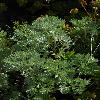 ArtemisiaAschurbajewii2.jpg
500 x 752 px
240.03 kB