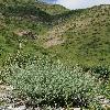 ArtemisiaRutifolia.jpg
800 x 1200 px
572.27 kB