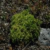 ArtemisiaViridis.jpg
700 x 465 px
287.84 kB