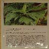 ArtocarpusAltilis.jpg
714 x 958 px
295.67 kB
