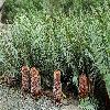 BanksiaBlechnifolia.jpg
1204 x 800 px
579.54 kB