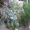 BanksiaIntegrifolia5.jpg
1024 x 768 px
148.31 kB