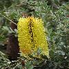 BanksiaPraemorsa3.jpg
899 x 1200 px
544.31 kB