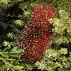 BanksiaPraemorsa.jpg
600 x 900 px
441.37 kB