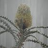 BanksiaSpeciosa2.jpg
1024 x 768 px
86.48 kB