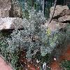 BanksiaSpinulosaCunninghamii.jpg
1024 x 768 px
275.16 kB