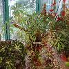 BegoniaCaroliniifolia.jpg
1219 x 914 px
318.98 kB