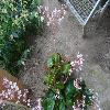 BegoniaErythrophylla.jpg
1200 x 900 px
279.88 kB