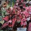 BegoniaHiloHoliday.jpg
1200 x 900 px
281.05 kB
