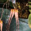 BulbophyllumLongissimum2.jpg
720 x 960 px
282.02 kB