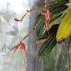 BulbophyllumSulawesii.jpg
1024 x 768 px
103.5 kB