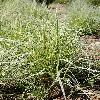 CalamagrostisAcutifloraOverdam.jpg
640 x 961 px
437.27 kB