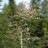 CalamagrostisArundinacea2.jpg
600 x 900 px
330.49 kB
