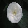 Camellia10.jpg
1024 x 768 px
51.28 kB