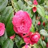 Camellia17.jpg
1109 x 832 px
150.32 kB