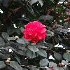 CamelliaReticulataDrCliffordParks.jpg
720 x 960 px
306.1 kB