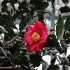CamelliaSasanquaYuletide.jpg
1024 x 768 px
137.05 kB