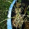 CarexAcutaVariegatus.jpg
1167 x 875 px
336.76 kB