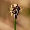CarexPilosa2.jpg
450 x 600 px
184.29 kB
