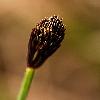 CarexPilosa.jpg
450 x 600 px
168.94 kB