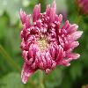 Chrysanthemum5.jpg
1127 x 845 px
98.98 kB