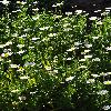 ChrysanthemumPaludosum.jpg
720 x 960 px
526.15 kB
