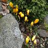 CrocusChrysanthus2.jpg
1024 x 768 px
244.53 kB