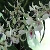 DendrobiumAlbosanguineum.jpg
1200 x 900 px
147.88 kB