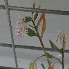 DendrobiumAmethystoglossum.jpg
1024 x 768 px
86.93 kB