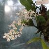 DendrobiumRuppianum3.jpg
720 x 960 px
274.66 kB