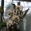 DendrobiumSpeciosum.jpg
1200 x 900 px
199.1 kB