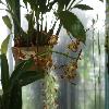 DendrobiumStrebloceras.jpg
1024 x 768 px
101.99 kB