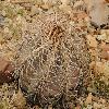 EchinocactusHorizonthalonius.jpg
800 x 600 px
422.01 kB