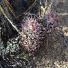 EchinocactusPolycephalus2.jpg
1201 x 804 px
327.68 kB