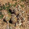 Echinocereus13.jpg
1201 x 804 px
442.88 kB