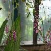 EpidendrumCapricornu.jpg
1200 x 900 px
143.37 kB