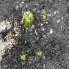 EuphorbiaAmygdaloidesPurpurea3.jpg
1061 x 796 px
272.85 kB
