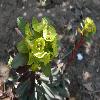 EuphorbiaAmygdaloidesPurpurea4.jpg
1061 x 796 px
100.81 kB