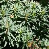 EuphorbiaAmygdaloidesPurpurea6.jpg
1127 x 845 px
246 kB