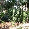 EuphorbiaCanariensis4.jpg
1120 x 840 px
287.55 kB