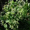 EuphorbiaDiamantovyZavoj.jpg
1127 x 845 px
247.96 kB