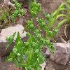 EuphorbiaLathyris4.jpg
1024 x 768 px
136.15 kB