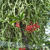 EuphorbiaMiliiHislopii3.jpg
720 x 960 px
404.85 kB