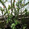 EuphorbiaMilii.jpg
1127 x 845 px
221.02 kB